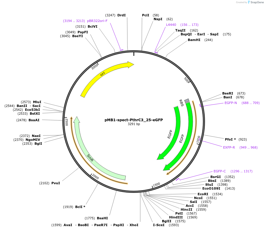 107413-plasmid-map-sequence-id-210884