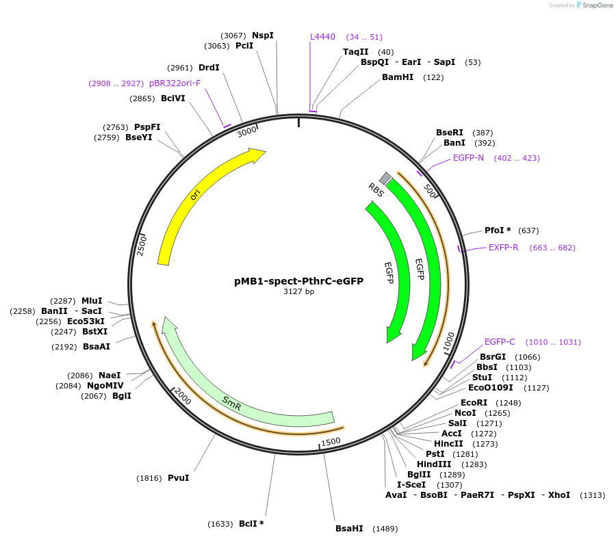 107408-plasmid-map-sequence-id-210887