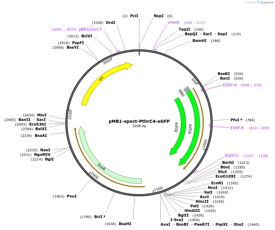 107410-plasmid-map-sequence-id-210888