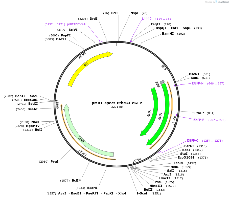 107409-plasmid-map-sequence-id-210891