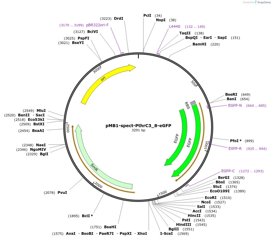 107411-plasmid-map-sequence-id-210892