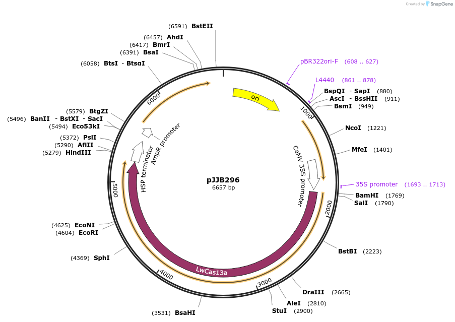 107691-plasmid-map-sequence-id-210897