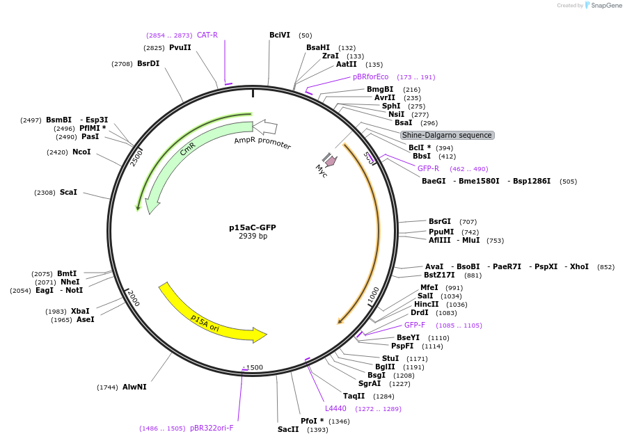 107862-plasmid-map-sequence-id-210916