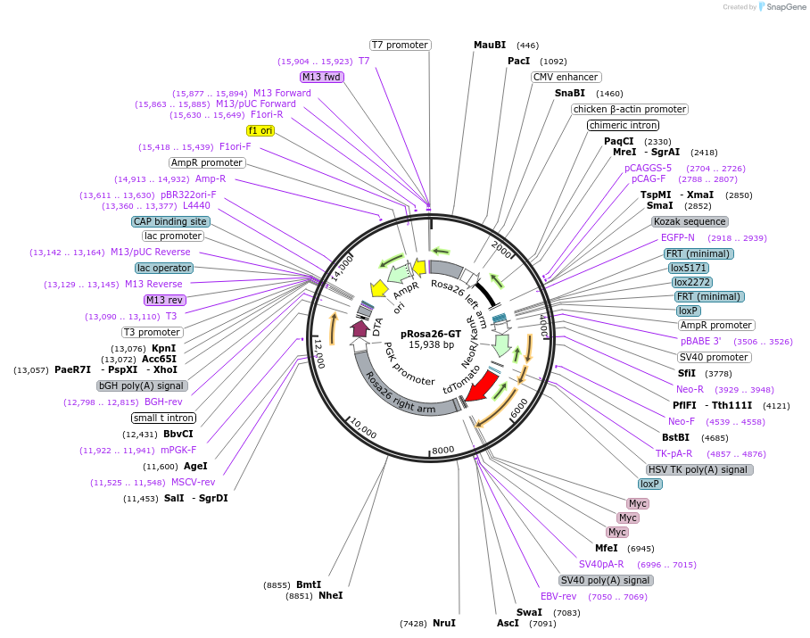 40025-plasmid-map-sequence-id-210933