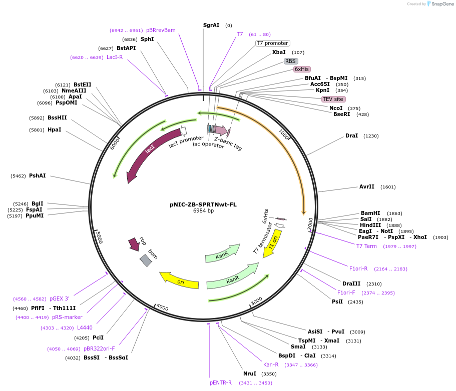 110217-plasmid-map-sequence-id-210943