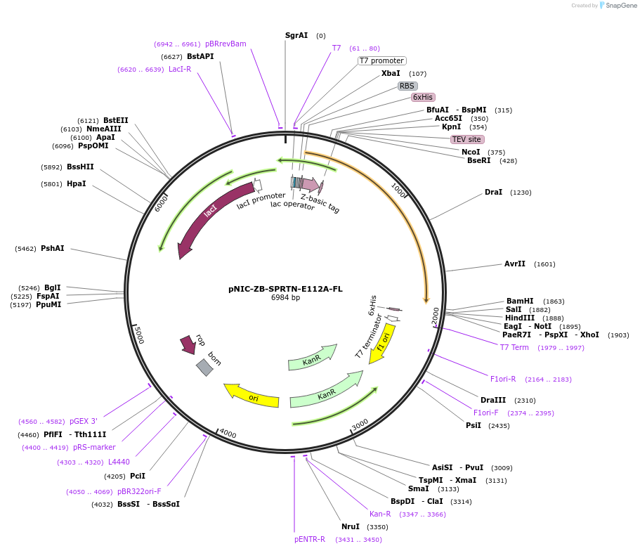110218-plasmid-map-sequence-id-210944