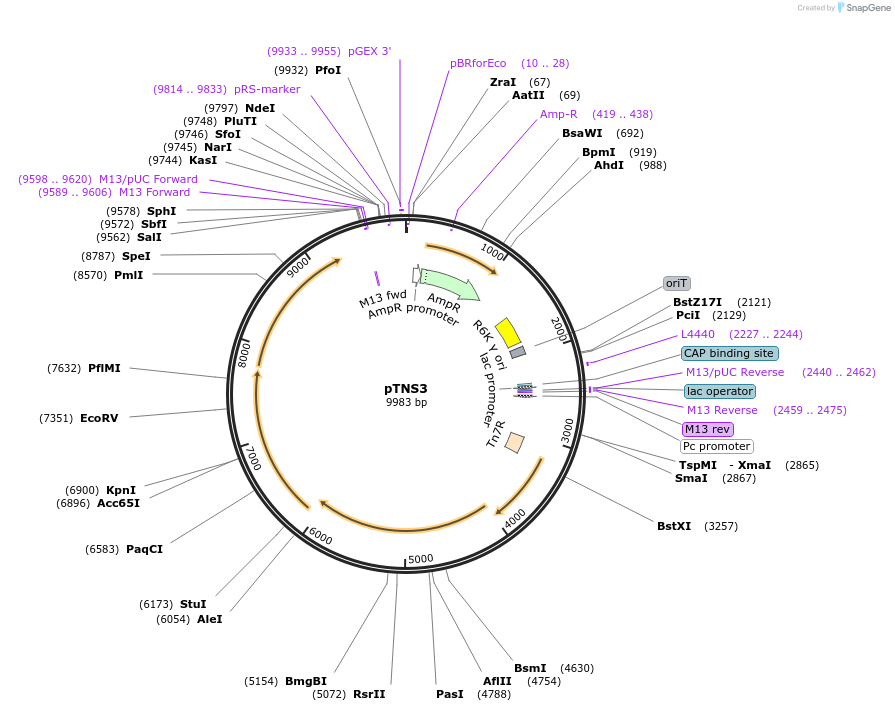 63127-plasmid-map-sequence-id-210951