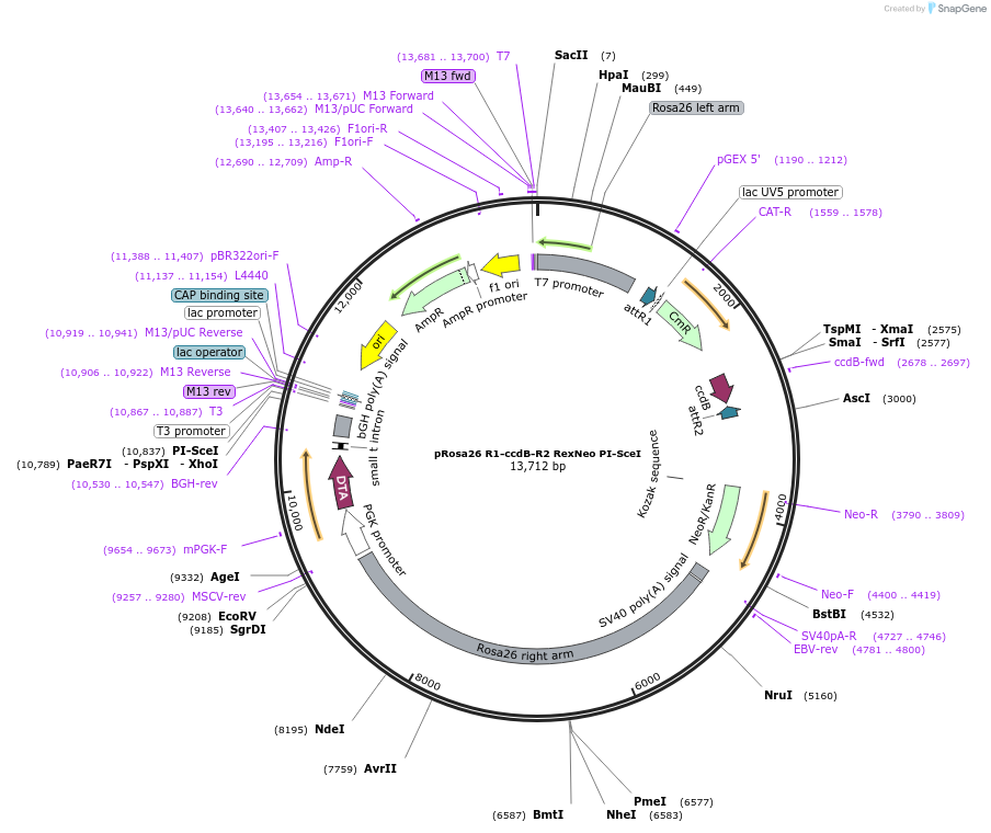 24418-plasmid-map-sequence-id-210953