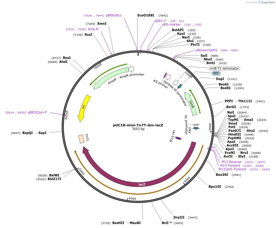 63120-plasmid-map-sequence-id-210954