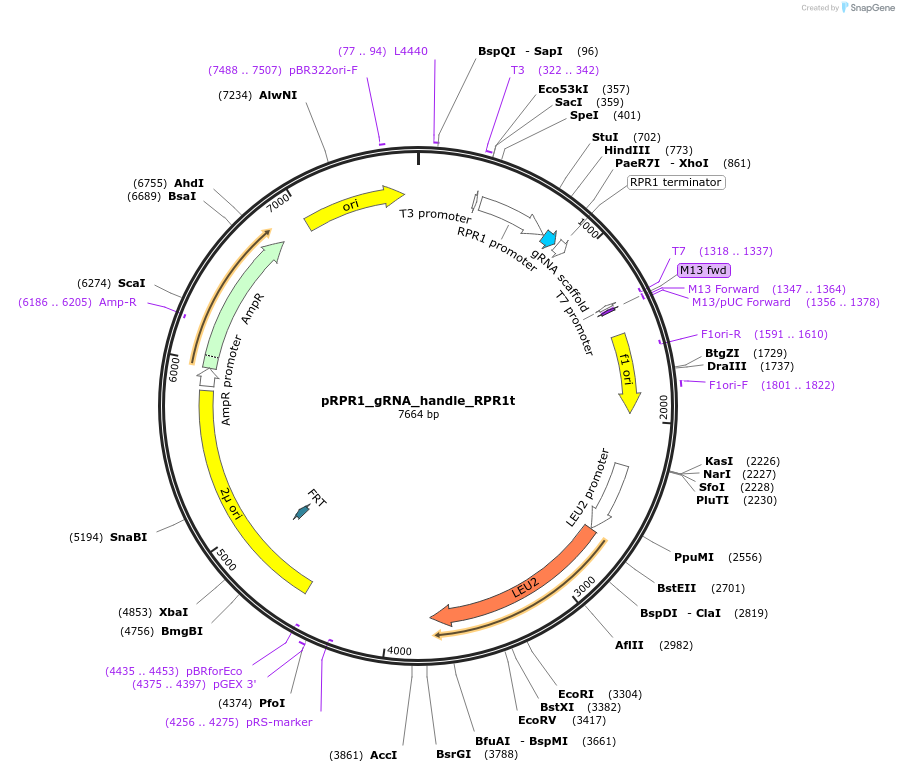49014-plasmid-map-sequence-id-210966