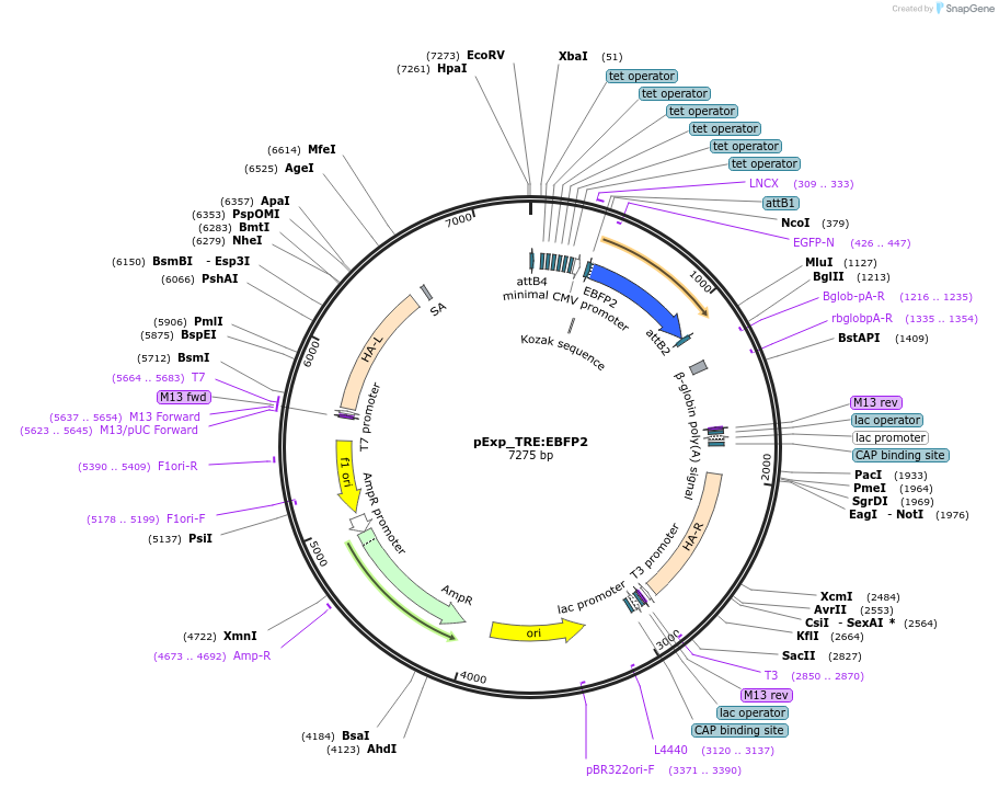 51793-plasmid-map-sequence-id-210971