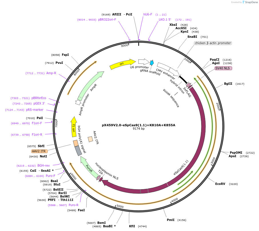 108299-plasmid-map-sequence-id-210979