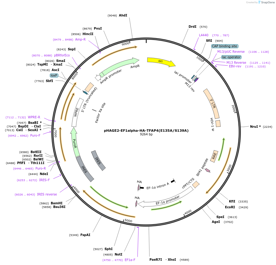 110159-plasmid-map-sequence-id-210986