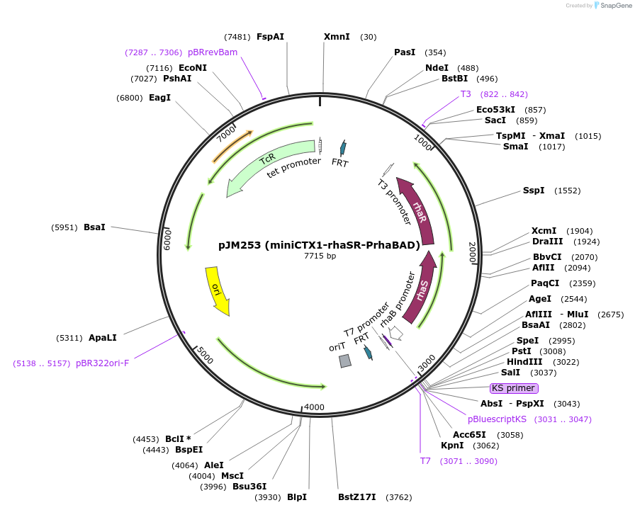 110571-plasmid-map-sequence-id-210998