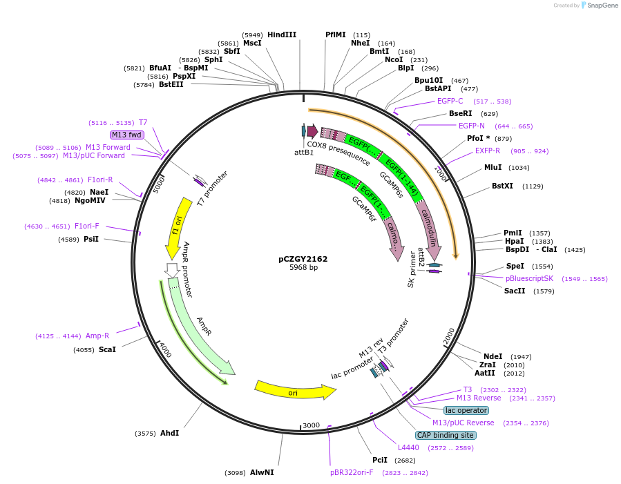 110136-plasmid-map-sequence-id-211046