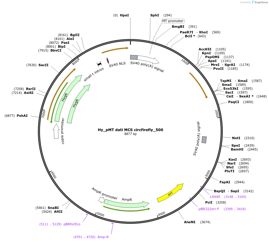 110114-plasmid-map-sequence-id-211048