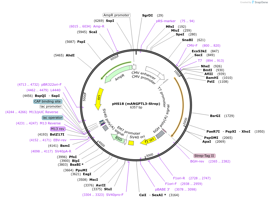 109111-plasmid-map-sequence-id-211060