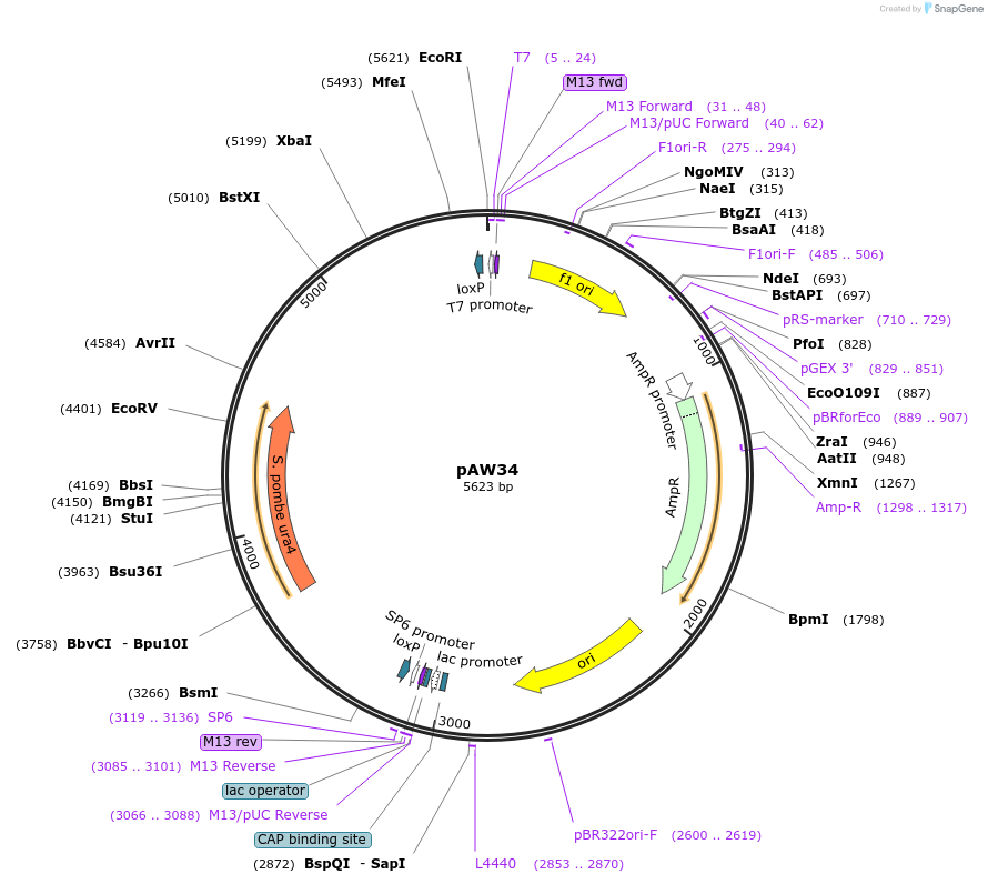 110227-plasmid-map-sequence-id-211070