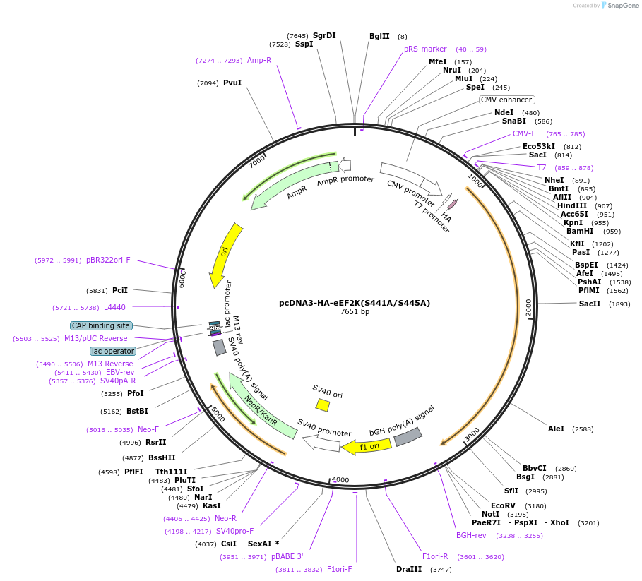 110161-plasmid-map-sequence-id-211071