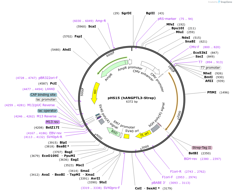 109112-plasmid-map-sequence-id-211073