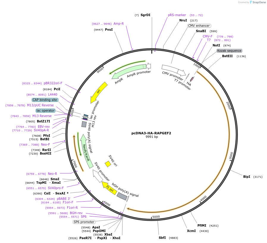 110162-plasmid-map-sequence-id-211076