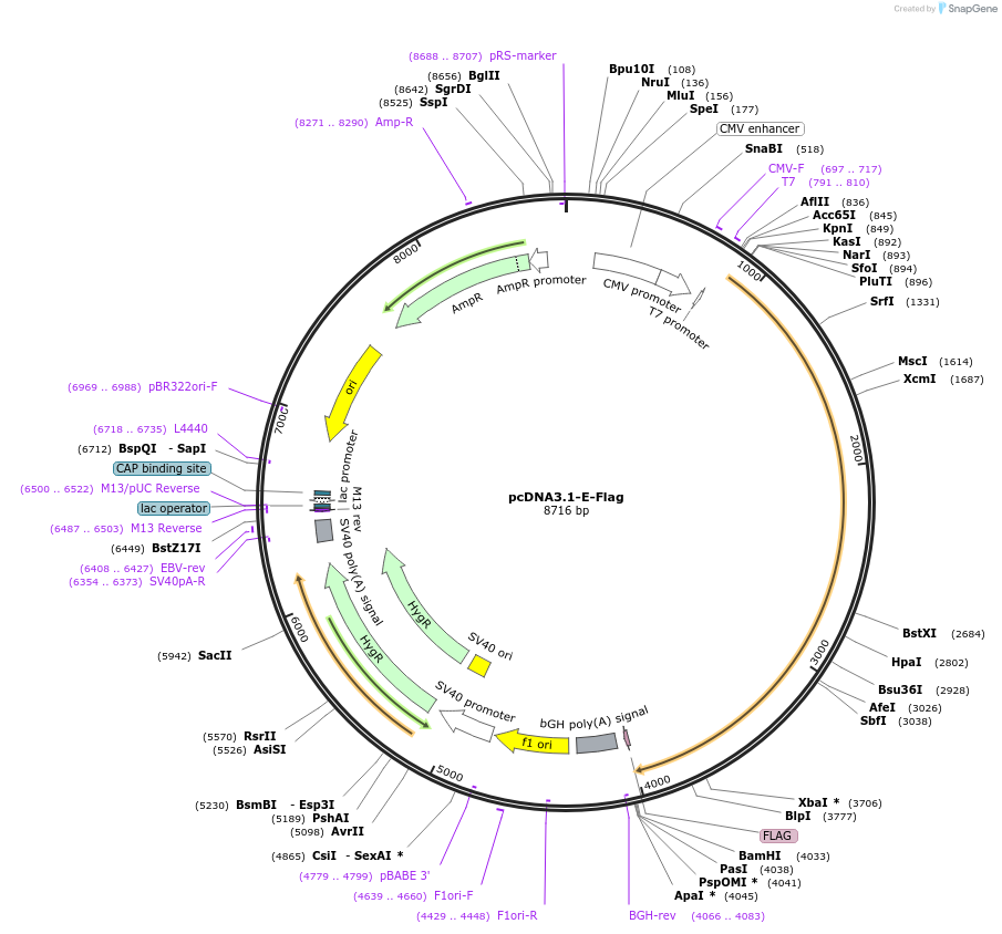 101858-plasmid-map-sequence-id-211082
