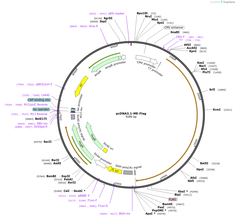 101860-plasmid-map-sequence-id-211085