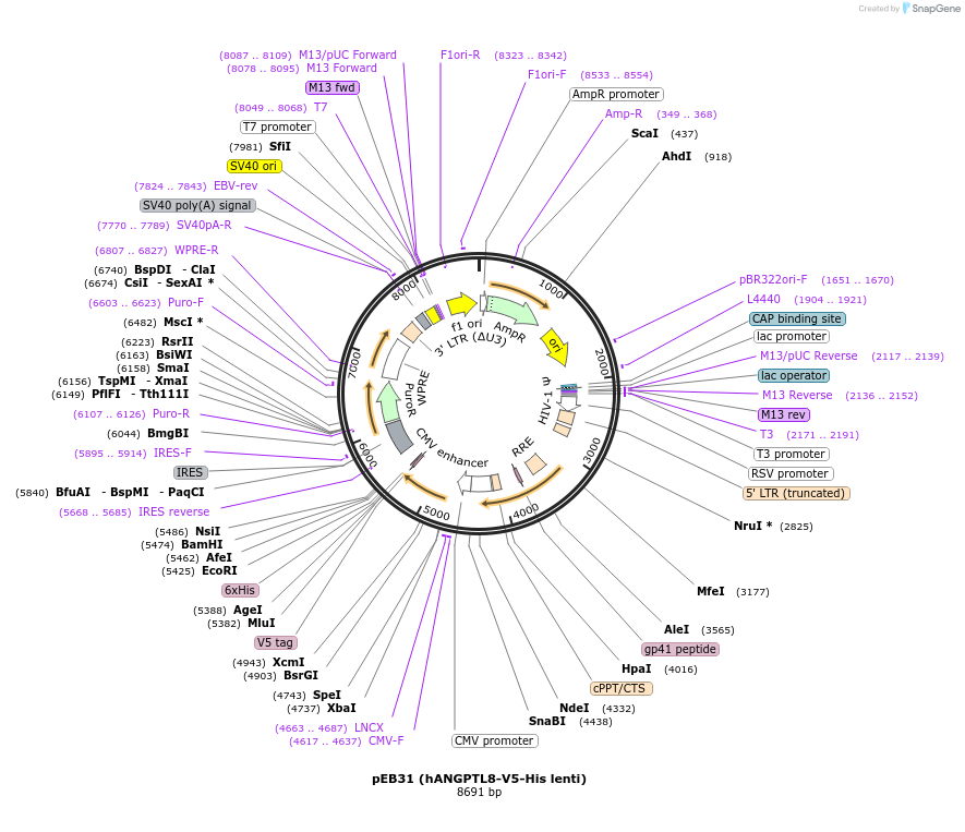 109116-plasmid-map-sequence-id-211102