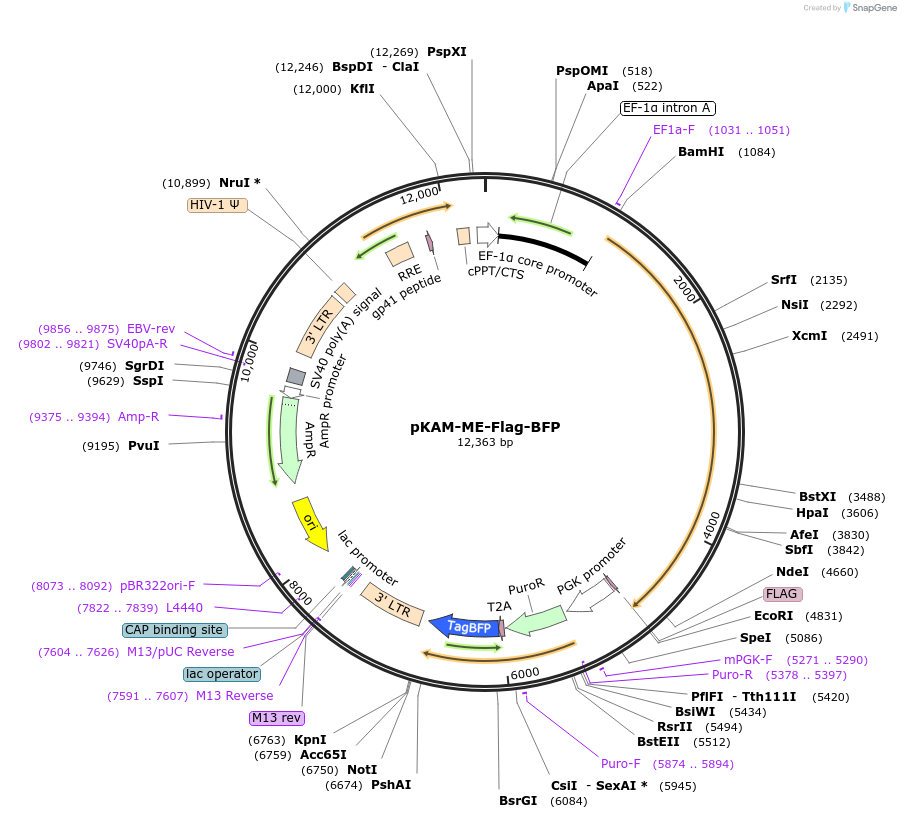 101868-plasmid-map-sequence-id-211131