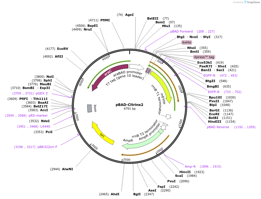 110772-plasmid-map-sequence-id-211141
