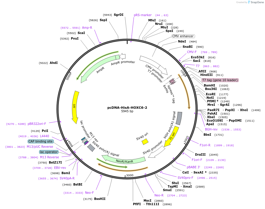 110365-plasmid-map-sequence-id-211150