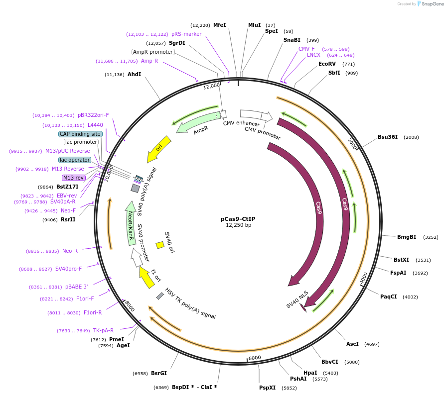 109403-plasmid-map-sequence-id-211157