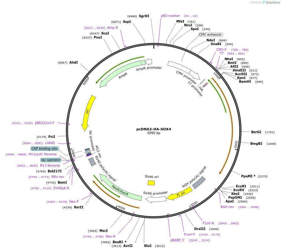 110367-plasmid-map-sequence-id-211161