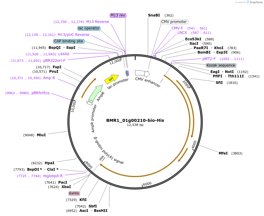 107665-plasmid-map-sequence-id-211163