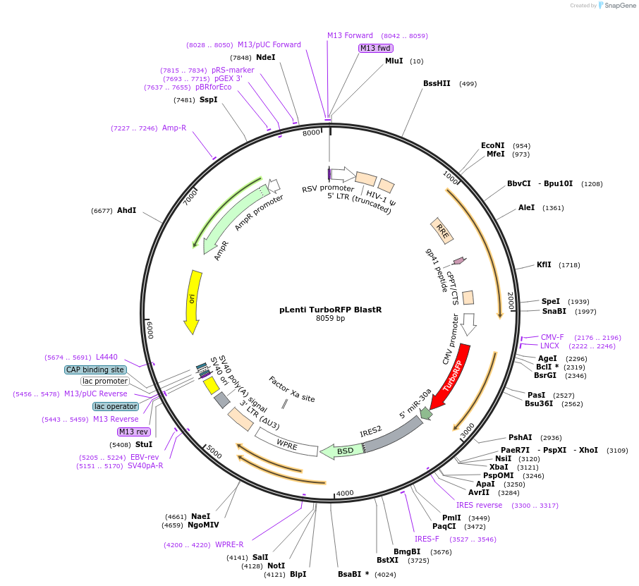 102343-plasmid-map-sequence-id-211164