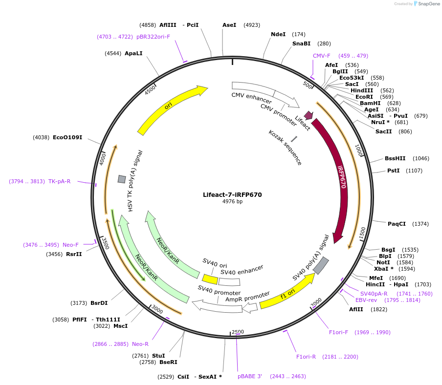 103032-plasmid-map-sequence-id-211171