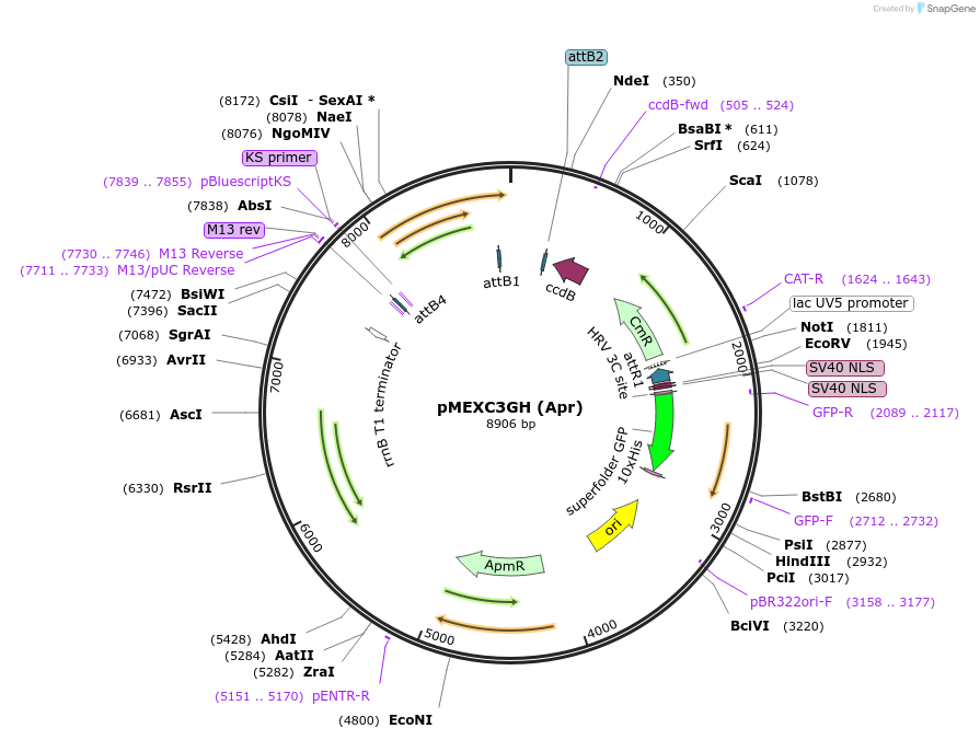110083-plasmid-map-sequence-id-211179