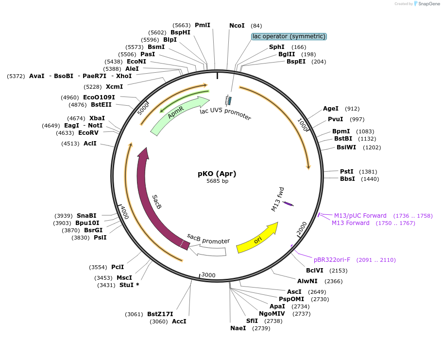 110088-plasmid-map-sequence-id-211180