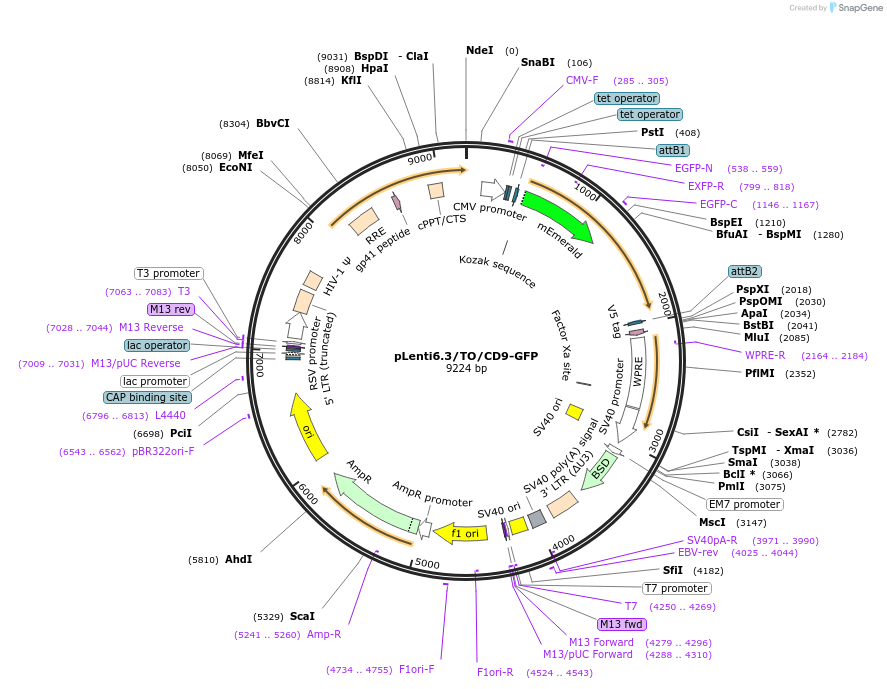 104402-plasmid-map-sequence-id-211185