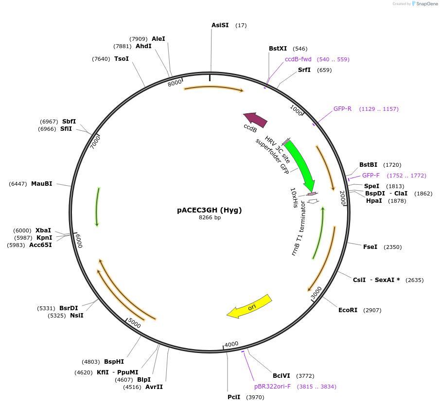 110084-plasmid-map-sequence-id-211189