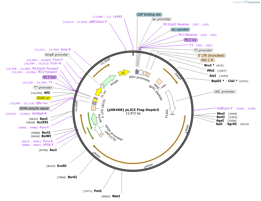 109337-plasmid-map-sequence-id-211203