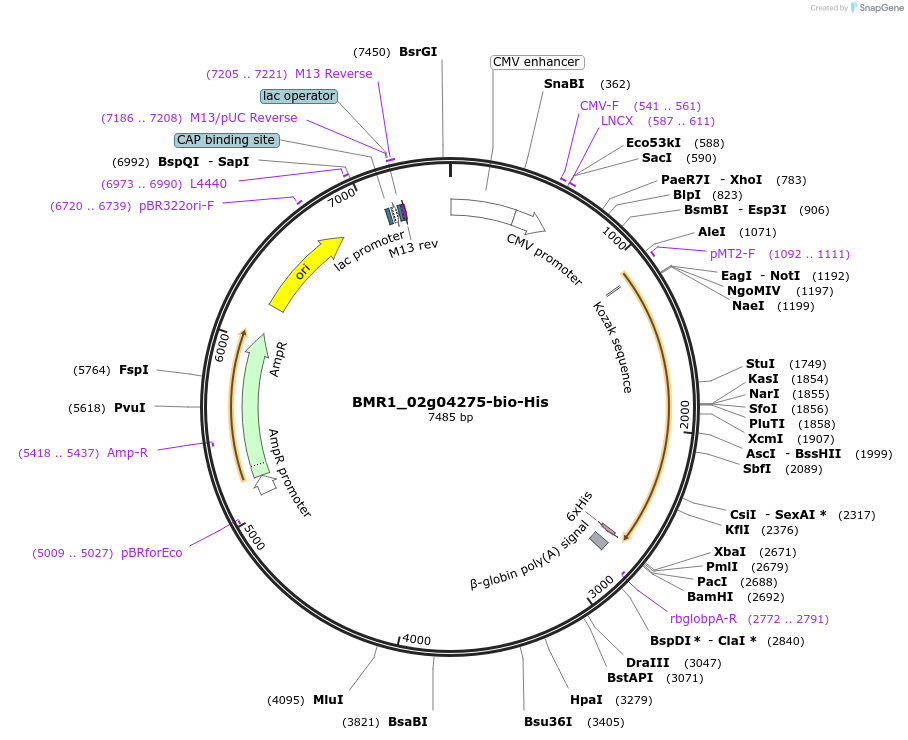 108008-plasmid-map-sequence-id-211254