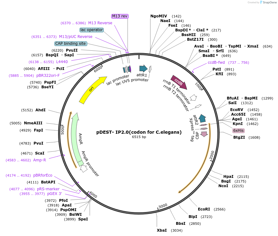 109216-plasmid-map-sequence-id-211257