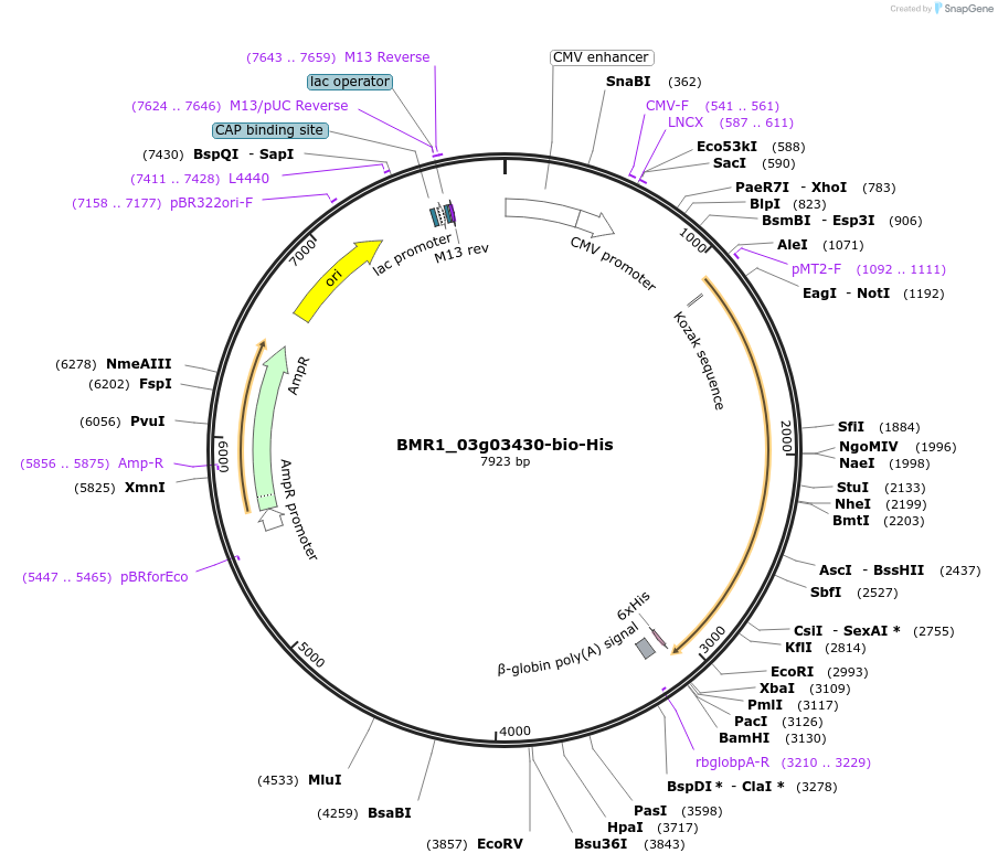108015-plasmid-map-sequence-id-211259