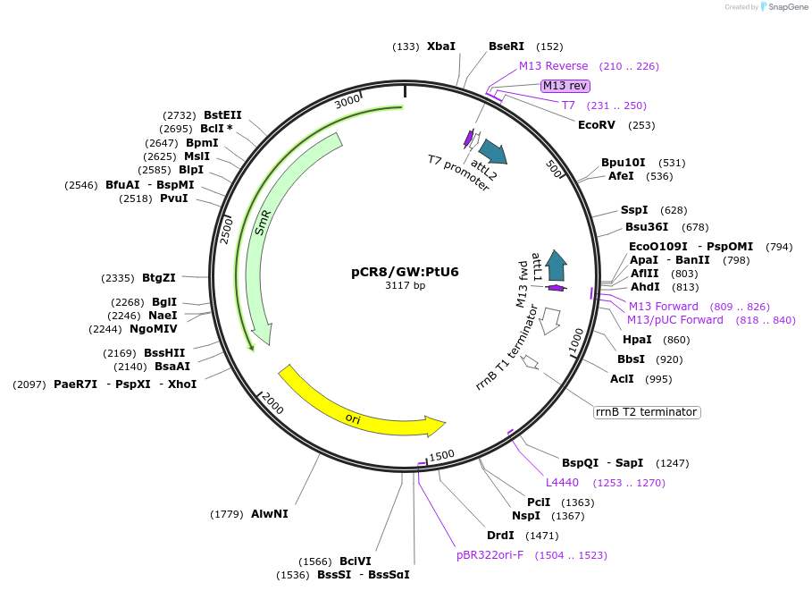 104895-plasmid-map-sequence-id-211267