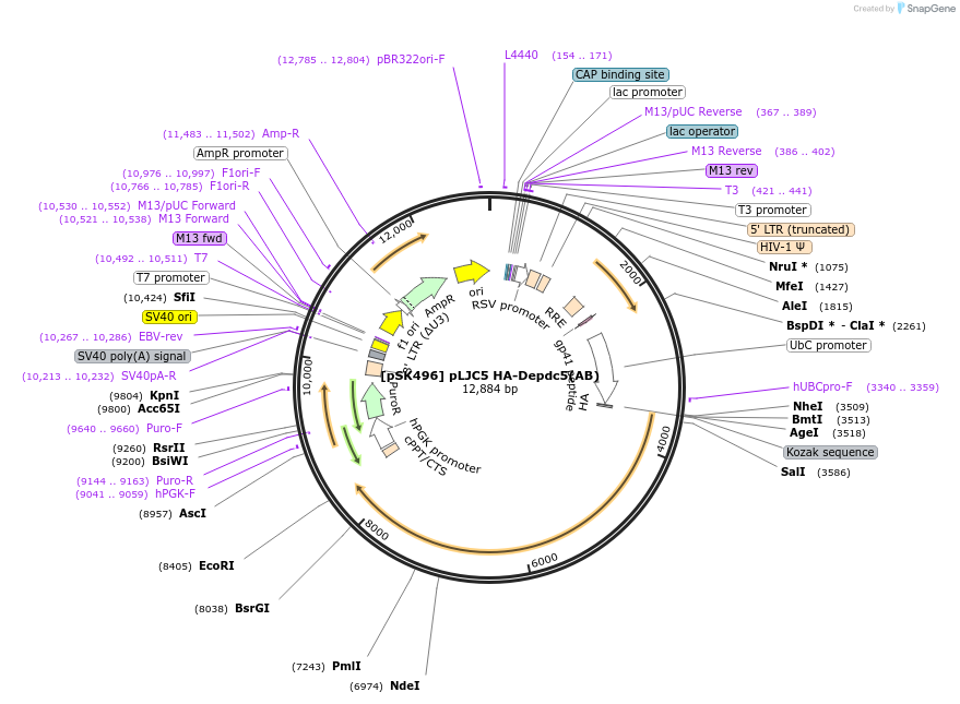 109346-plasmid-map-sequence-id-211268