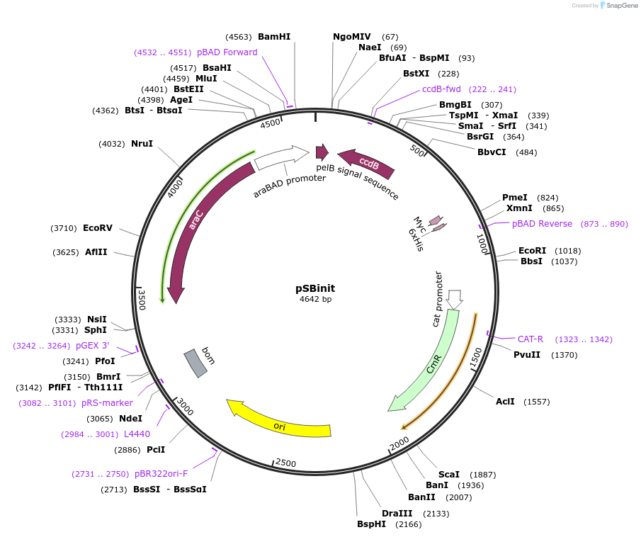110100-plasmid-map-sequence-id-211280