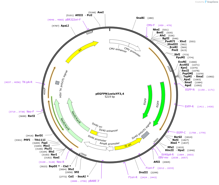 109293-plasmid-map-sequence-id-211321