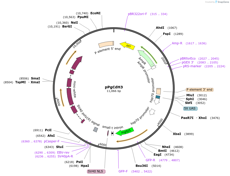 8695-plasmid-map-sequence-id-211328