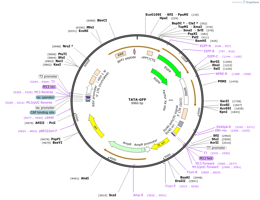 110833-plasmid-map-sequence-id-211331